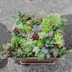 多肉植物　寄せ植え　A