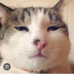 「猫」のグルチャ