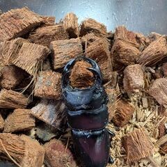 （交渉中）オオクワガタのペアになります。の画像