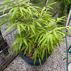 竹の植木