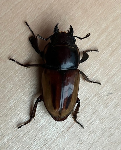 バヤニーノコギリクワガタ　ペア(希望者にはA'♂お付けします)