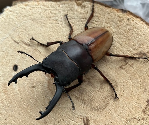 バヤニーノコギリクワガタ　ペア(希望者にはA'♂お付けします)