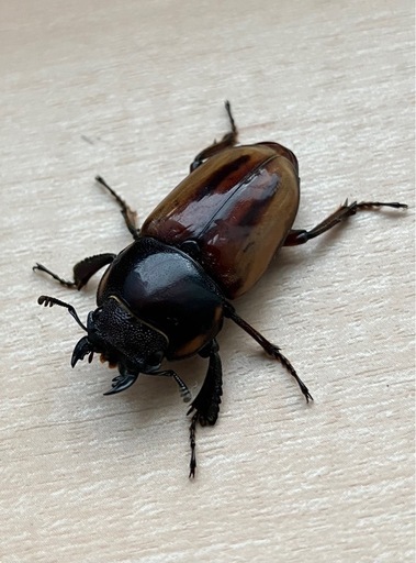 バヤニーノコギリクワガタ　ペア(希望者にはA'♂お付けします)