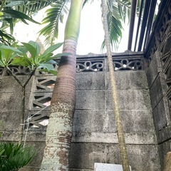 マニラヤシ　の画像