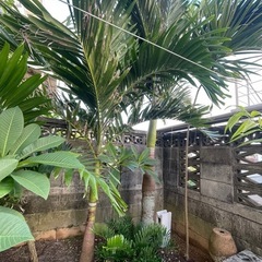 マニラヤシ　の画像