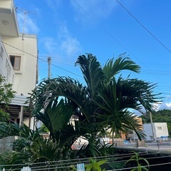 マニラヤシ　の画像