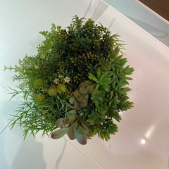 インテリアグリーン　鉢植えの画像