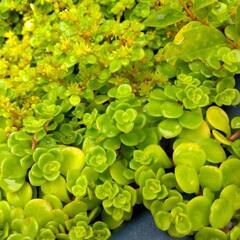 多肉植物　丸葉万年草の画像