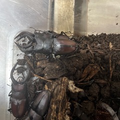 ノコギリクワガタの画像