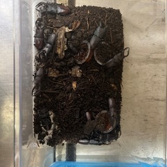 ノコギリクワガタ