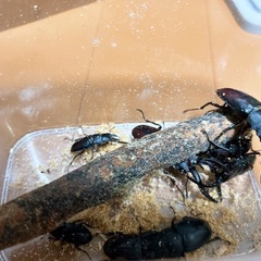 クワガタ