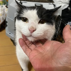 里親さんを探しています。