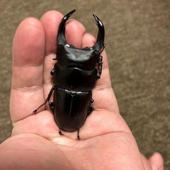 オオクワガタ　♂77.5mm ♀49.5mmの画像