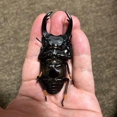 オオクワガタ　♂77.5mm ♀49.5mmの画像