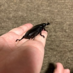 オオクワガタ　♂77.5mm ♀49.5mmの画像