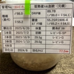 オオクワガタ　♂77.5mm ♀49.5mmの画像