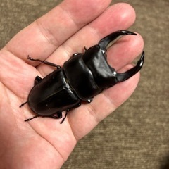 オオクワガタ　♂77.5mm ♀49.5mm