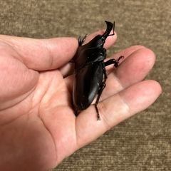 オオクワガタ　♂77.1mm ♀49mmの画像