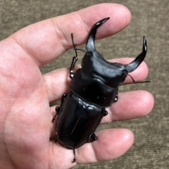 オオクワガタ　♂77.1mm ♀49mm