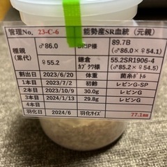 オオクワガタ　♂77.1mm ♀49mmの画像