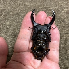 オオクワガタ　♂77.1mm ♀49mmの画像