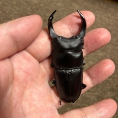 オオクワガタ　♂77.1mm ♀49mmの画像
