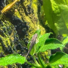 オトシンネグロの画像