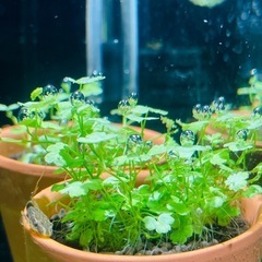 オトシンネグロの画像