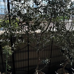 ※販売済※オリーブの木① 鉢植え