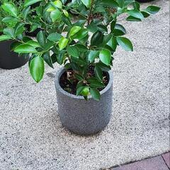 相談中　ガジュマル　鉢ごと