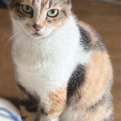 【正式譲渡】心優しい甘えん坊❤️三毛猫🐈高齢者可🍀