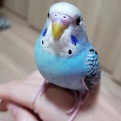 グループLINE　小鳥部屋メンバー募集中！その他エキゾチックアニマルお好きな方もぜひ！ - 船橋市