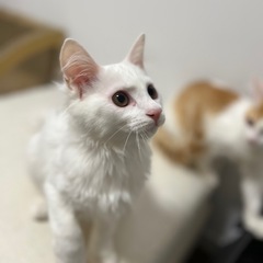 (トライアル決定)4月2日生まれの白猫♂