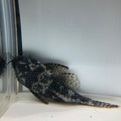 魚　熱帯魚　ミニブッシープレコ　の画像