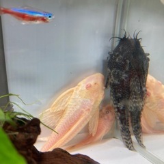 魚　熱帯魚　ミニブッシープレコ　の画像