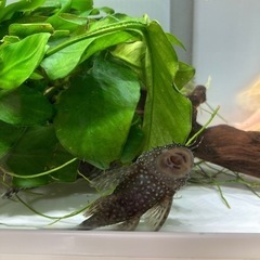 魚　熱帯魚　ミニブッシープレコ　の画像
