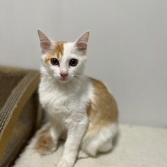 (トライアル決定)茶白猫🐱♀4月2日生まれ