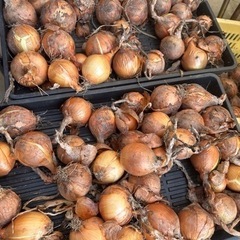 有機野菜玉ねぎ編
