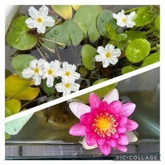 睡蓮とヒメガガブタ