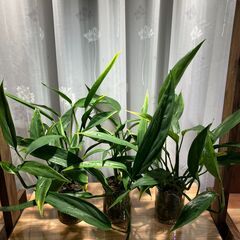 観葉植物 ヤマサキカズラ