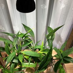 観葉植物 ヤマサキカズラの画像