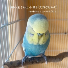 小鳥、小動物の保護相談可　不要になったケージ等お譲り希望