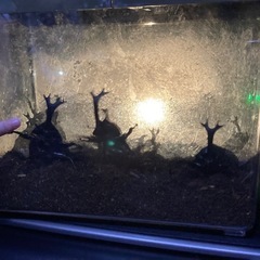 カブトムシ 幼虫😊