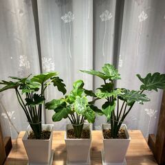 【商談中】観葉植物 フィロデンドロン クッカバラ