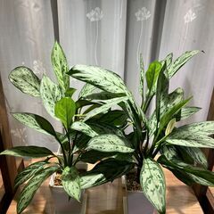 【商談中】観葉植物 アグラオネマ シルバークイーン