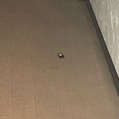セミの排除。今すぐ。別途謝礼あり。