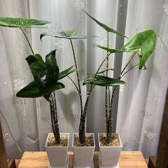 観葉植物 アロカシア ゼブリナ