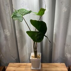観葉植物 アロカシア スティングレイ