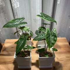 観葉植物 アロカシア アイボリーコースト
