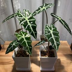 【商談中】観葉植物 アロカシア アマゾニカポリー